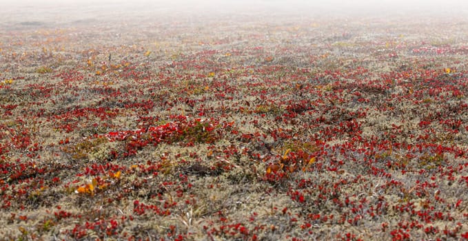 The reindeer moss on the volcano in autumn on Kamchatka Peninsula