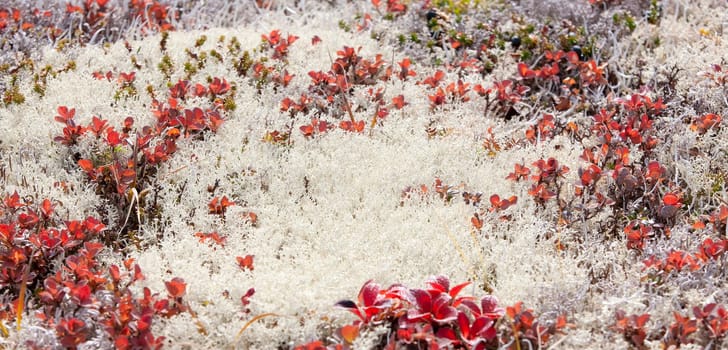 The reindeer moss on the volcano in autumn on Kamchatka Peninsula