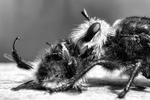 Yellow murder fly or yellow robber fly as black and white image with a bumblebee as prey. The insect is sucked out by the hunter. Yellow black hairs cover the hunter. Macro shot from nature
