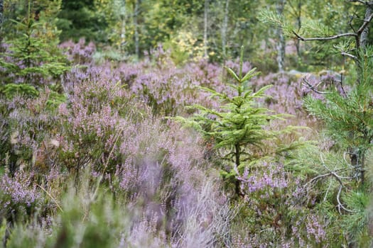 Heather field. Branches with fine filigree purple flowers. Dreamy in the sunlight. Close up of plants
