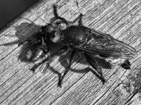 Yellow murder fly or yellow robber fly as black and white image with a bumblebee as prey. The insect is sucked out by the hunter. Yellow black hairs cover the hunter. Macro shot from nature