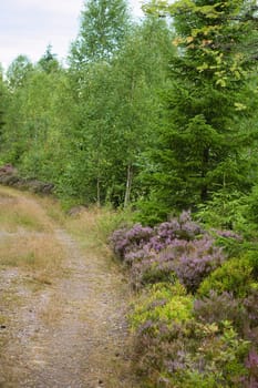 hiking trail through sweden, smalland. Firs and heather by the wayside. walk on vacation. Silence and tranquility during a hike. Landscape shot from nature