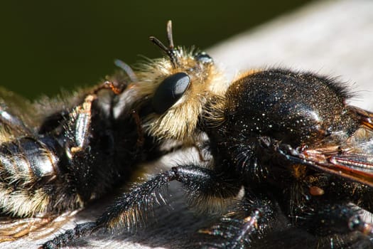 Yellow murder fly or yellow robber fly with a bumblebee as prey. The insect is sucked out by the hunter. Yellow black hairs cover the hunter. Macro shot from nature