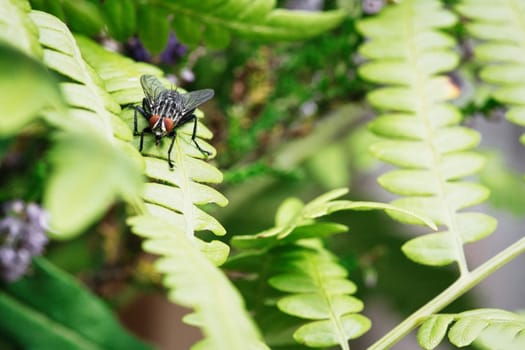 Flesh fly on a green leaf with light and shadow. Hairy legs in black and gray. Insect feeding. Macro shot of a fly