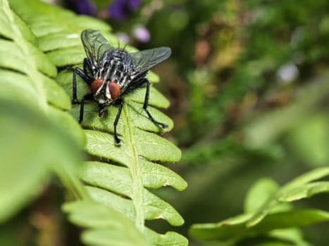 Flesh fly on a green leaf with light and shadow. Hairy legs in black and gray. Insect feeding. Macro shot of a fly
