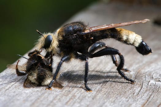 Yellow murder fly or yellow robber fly with a bumblebee as prey. The insect is sucked out by the hunter. Yellow black hairs cover the hunter. Macro shot from nature
