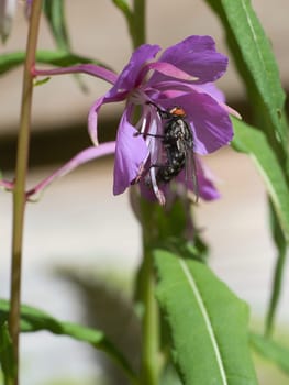 Flesh fly in bouquet of flowers taken while feeding. Pink flowers and green leaves. Hairy legs in black and gray. Insect feeding. Macro shot of a fly
