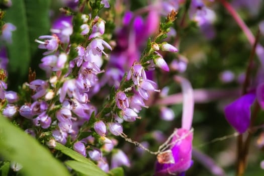 Heather. Branches with fine filigree purple flowers. Dreamy in the sunlight. Blurred background. Close up of plants