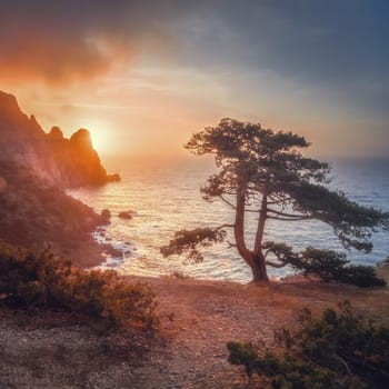 Seascape at sunset. Amazing tree, a mountain, a bright saturated sky, the sun with rays setting behind the mountain. Nature background