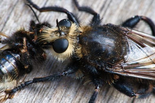 Yellow murder fly or yellow robber fly with a bumblebee as prey. The insect is sucked out by the hunter. Yellow black hairs cover the hunter. Macro shot from nature