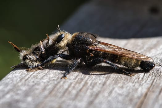 Yellow murder fly or yellow robber fly with a bumblebee as prey. The insect is sucked out by the hunter. Yellow black hairs cover the hunter. Macro shot from nature