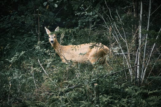 Deer in a clearing in front of the forest looking at the viewer. Wildlife observed in Sweden. Recording from nature of a mammal