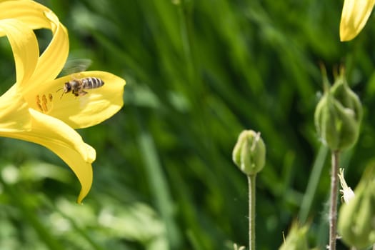 Honey bee collecting nectar in flight on a yellow lily flower. Busy insect. Dynamically moving wings. Honey is harvested by bees. Animal photo from nature