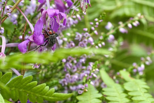 Flesh fly in bouquet of flowers taken while feeding. Pink flowers and green leaves. Hairy legs in black and gray. Insect feeding. Macro shot of a fly