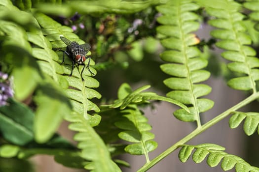 Flesh fly on a green leaf with light and shadow. Hairy legs in black and gray. Insect feeding. Macro shot of a fly