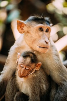 Goa, India. Bonnet Macaque - Macaca Radiata Or Zati With Newborn Sitting On Ground. Monkey With Infant Baby. Close Up Portrait.