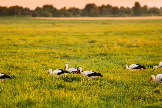 Group Of European White Storks Ciconia Ciconia Feeding In Summer Meadow. Wild Birds In Sunny Evening In Belarus.