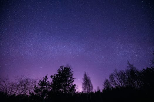 Night Sky Stars Above Dark Black Trees Trunks Silhouettes In Early Spring. Landscape With Natural Starry Sky Above Woods. Russian Nature. Magenta Color.