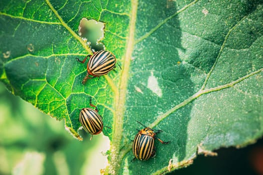 Colorado Striped Beetles - Leptinotarsa Decemlineata. This Beetle Is A Serious Pest Of Potatoes.