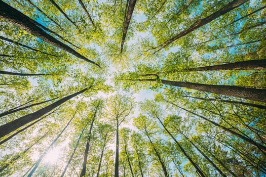 Looking Up In Beautiful Pine Deciduous Forest Trees Woods Canopy. Bottom View Wide Angle Background. Greenwood Forest. Trunks And Branches With Fresh Spring Lush.