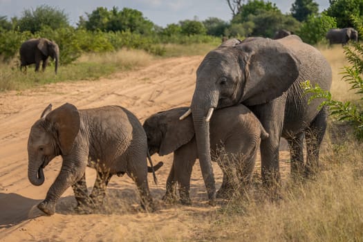 African bush elephant stands chivvying two babies