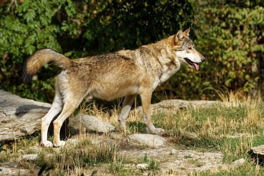 Timberwolf