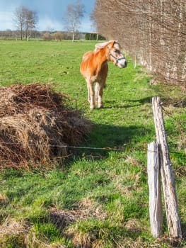 Single horse at the corner of a fenced pasture in East Friesland in spring.
