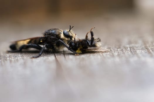 Yellow murder fly or yellow robber fly with a bumblebee as prey. The insect is sucked out by the hunter. Yellow black hairs cover the hunter. Macro shot from nature