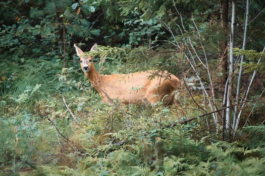 Deer in a clearing in front of the forest looking at the viewer. Wildlife observed in Sweden. Recording from nature of a mammal