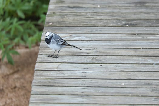Pied wagtail on a footbridge at the water's edge. Songbird on the shore of a lake. Animal photo of bird