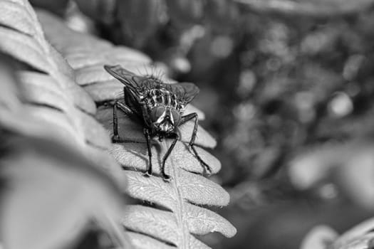 Flesh fly photographed in black and white, on a green leaf with light and shadow. Hairy legs in black and gray. Insect feeding. Macro shot of a fly