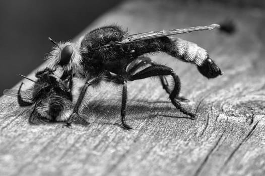 Yellow murder fly or yellow robber fly as black and white image with a bumblebee as prey. The insect is sucked out by the hunter. Yellow black hairs cover the hunter. Macro shot from nature