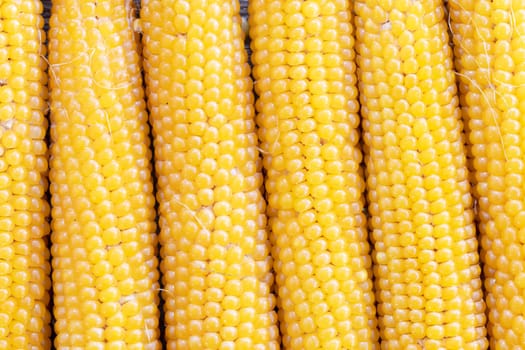 Cobs of dried popcorn filling frame for food background.