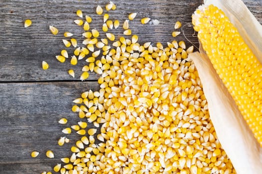 Popcorn on the cob and kernels on a rustic wooden table viewed from and overhead angle