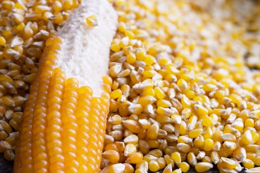Popcorn on the cob with kernels partially removed lying in pile of kernels.