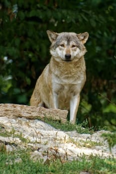 Timberwolf