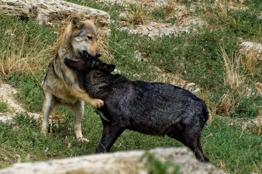 Timberwolf