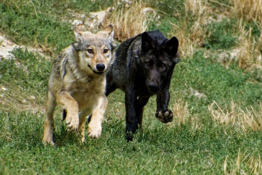 Timberwolf