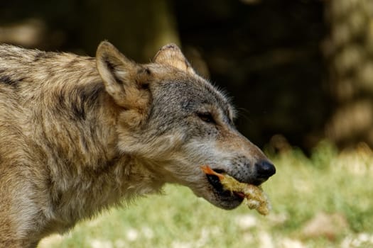 Timberwolf, Wolf, dog, predator, mammal, nature