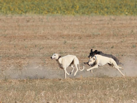 greyhound race fast dog domestic animal field hare hunting