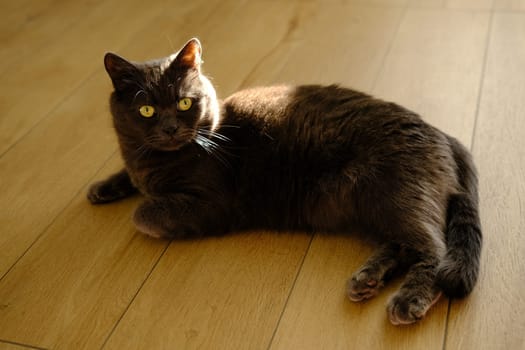 A lazy cat lies on a warm floor. The gray British cat is resting Cute gray British shorthair cat laying at home interior with sunlight on back.