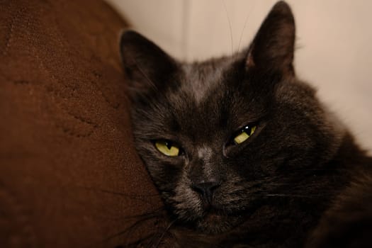 Sleepy gray cat stretched his paws forward. Domestic lazy kitty with half-closed green eyes is lying on sofa