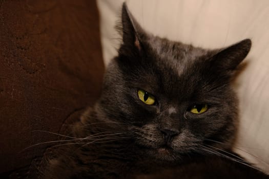 Sleepy gray cat stretched his paws forward. Domestic lazy kitty with half-closed green eyes is lying on sofa