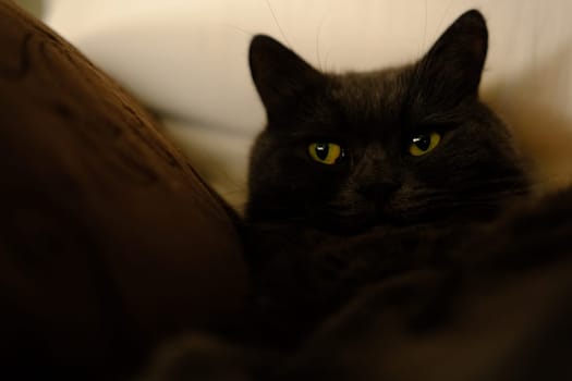 Sleepy gray cat stretched his paws forward. Domestic lazy kitty with half-closed green eyes is lying on sofa