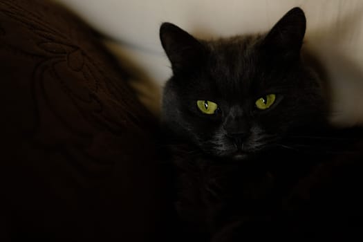 Sleepy gray cat stretched his paws forward. Domestic lazy kitty with half-closed green eyes is lying on sofa