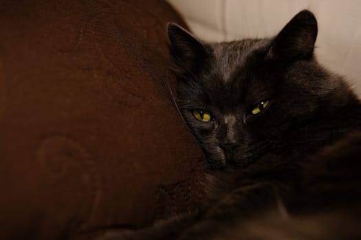 Sleepy gray cat stretched his paws forward. Domestic lazy kitty with half-closed green eyes is lying on sofa