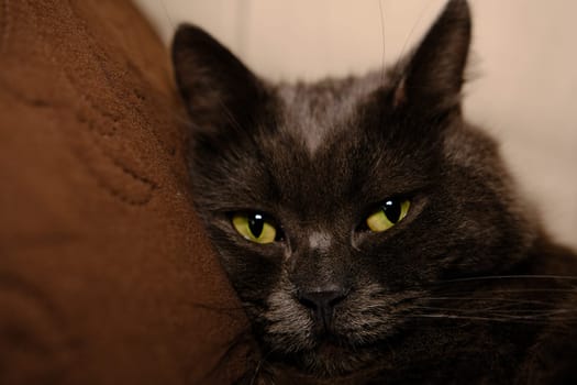Sleepy gray cat stretched his paws forward. Domestic lazy kitty with half-closed green eyes is lying on sofa