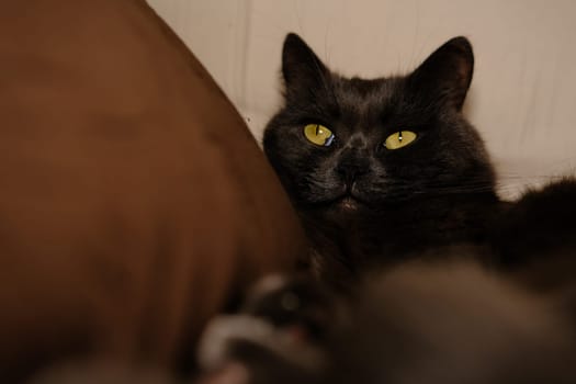 Sleepy gray cat stretched his paws forward. Domestic lazy kitty with half-closed green eyes is lying on sofa