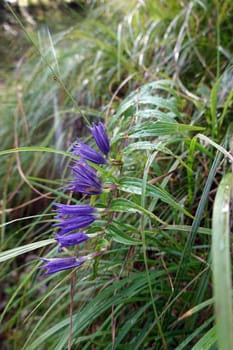 Schwalbenwurz-Enzian (Gentiana asclepiadea), Griessbachklamm, Tirol, Österreich. Erpfendorf