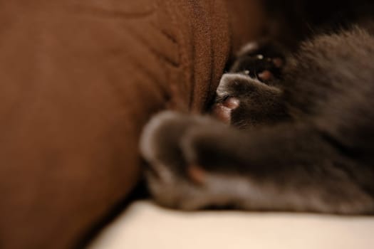 Fragment of a cat's paw - macro shot of cat foot.